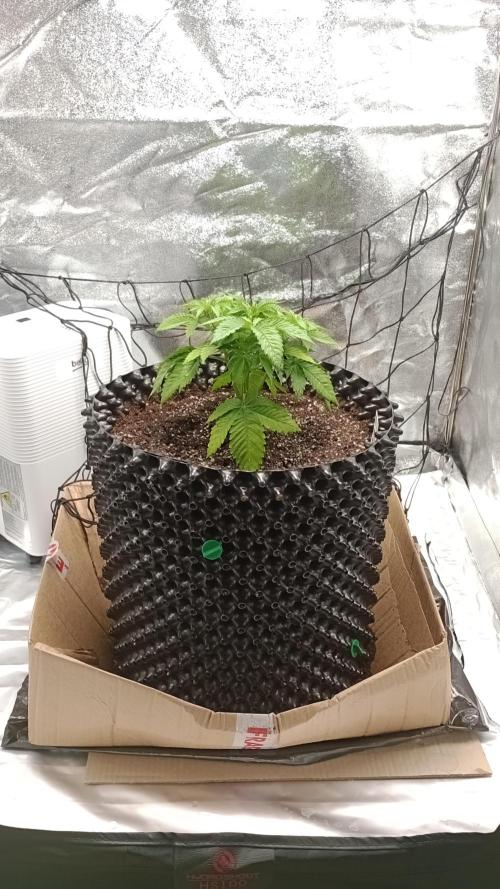 Biscotti 🍪. Week 4