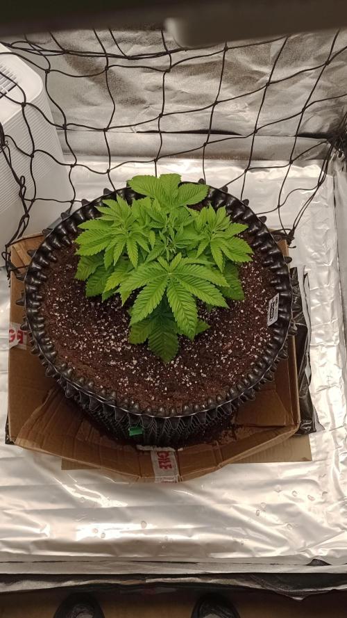 Biscotti 🍪. Week 4