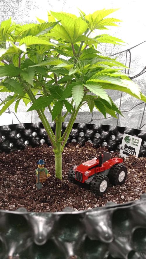 Biscotti 🍪. Week 5