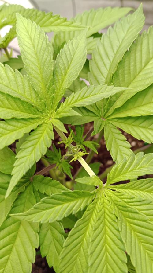 Biscotti 🍪. Week 5