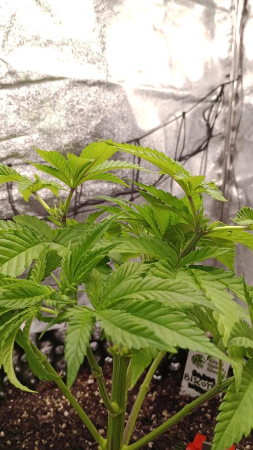 Biscotti 🍪. Week 5