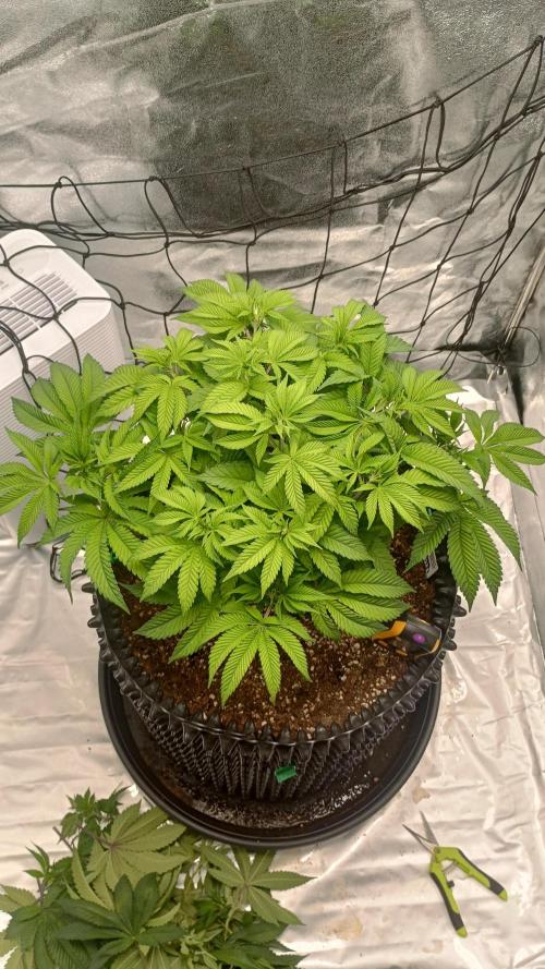 Biscotti 🍪. Week 7