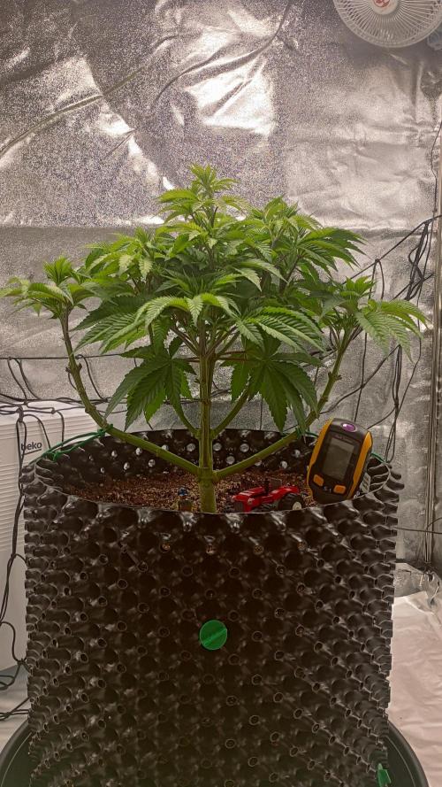 Biscotti 🍪. Week 7