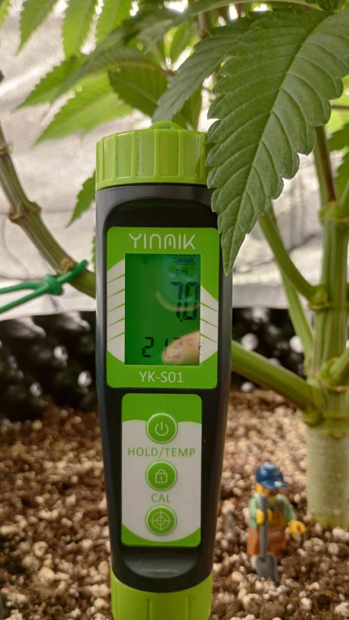 Biscotti 🍪. Week 8