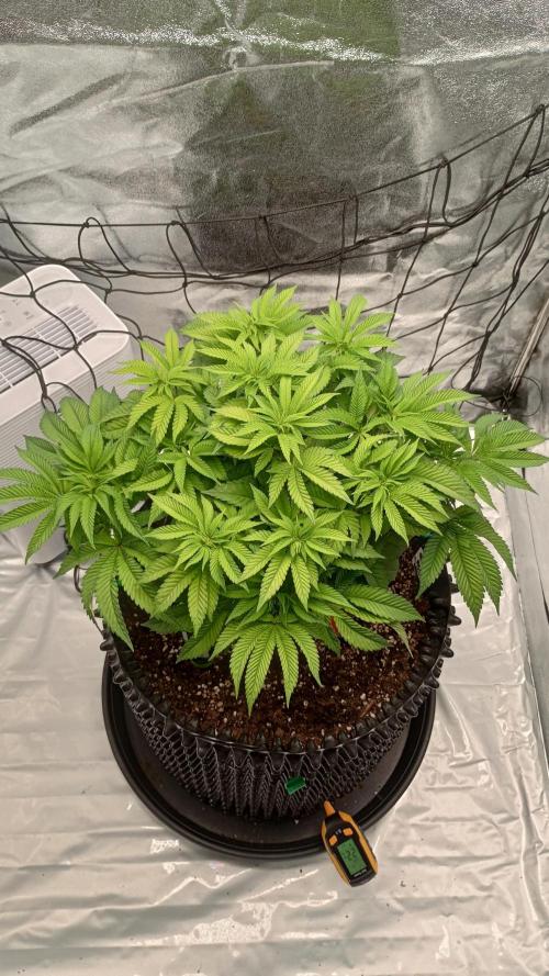 Biscotti 🍪. Week 8