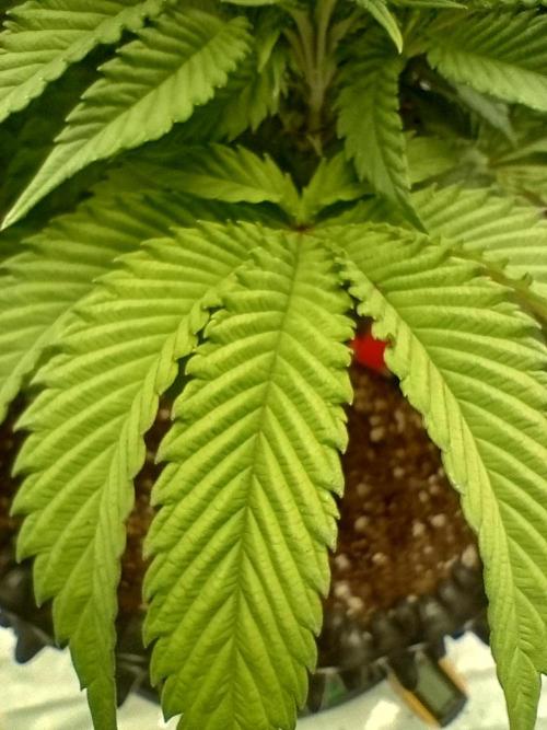 Biscotti 🍪. Week 8