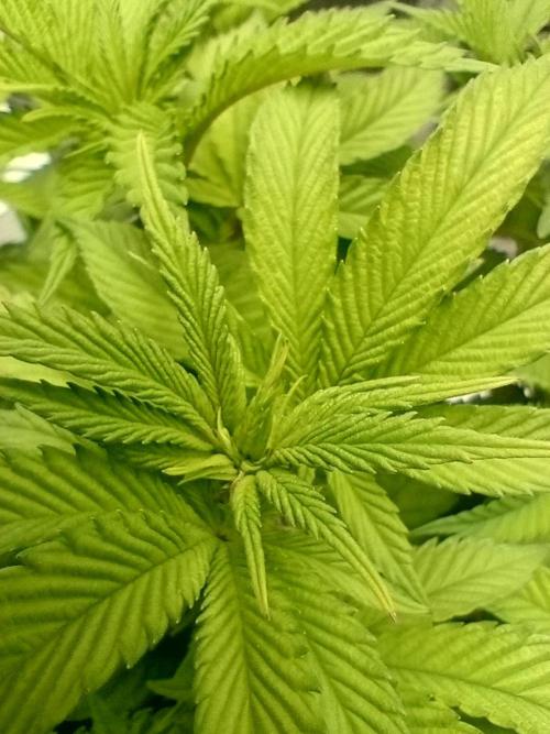 Biscotti 🍪. Week 8