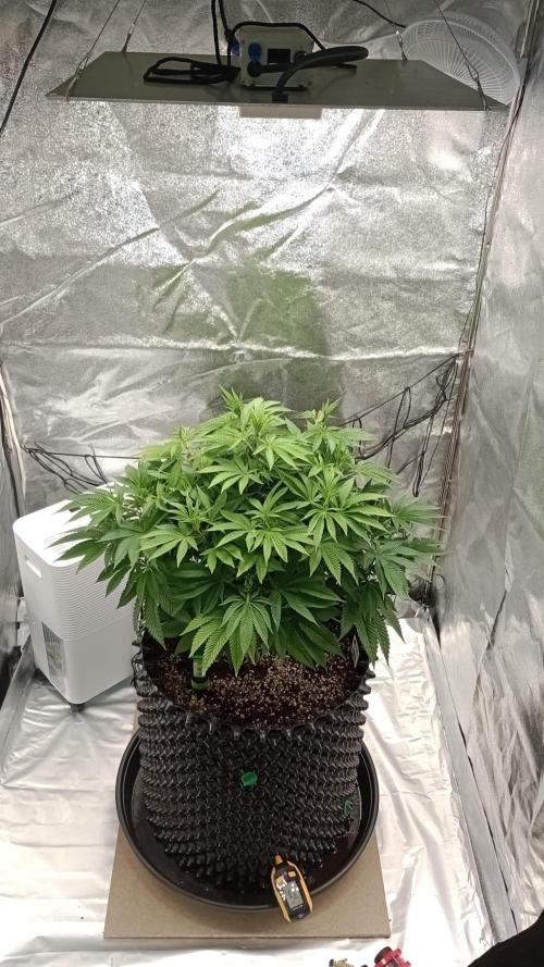 Biscotti 🍪. Week 9