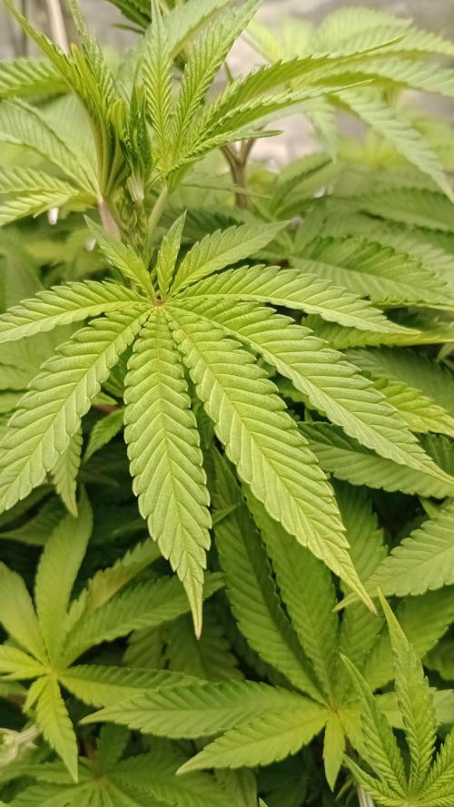 Biscotti 🍪. Week 9