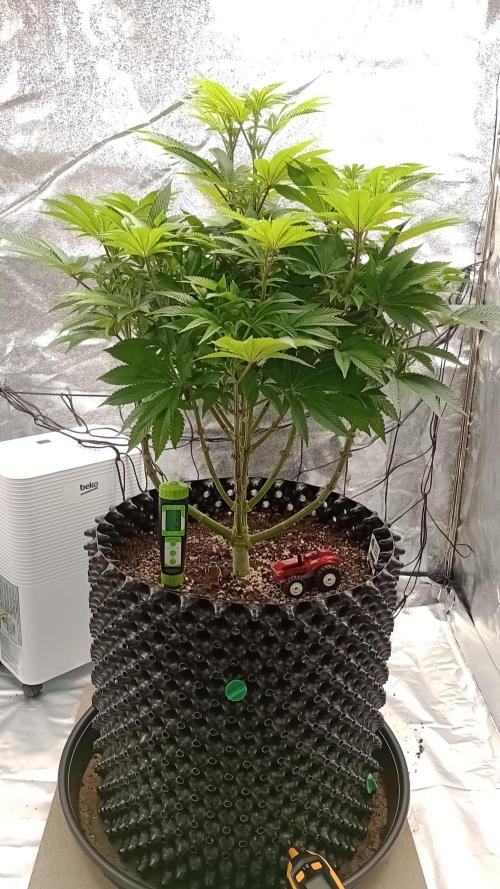 Biscotti 🍪. Week 10