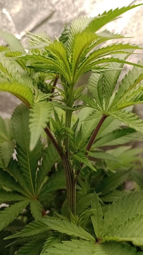 Biscotti 🍪. Week 10