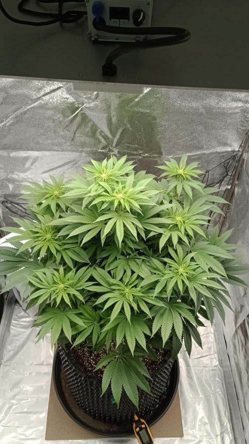 Biscotti 🍪. Week 11