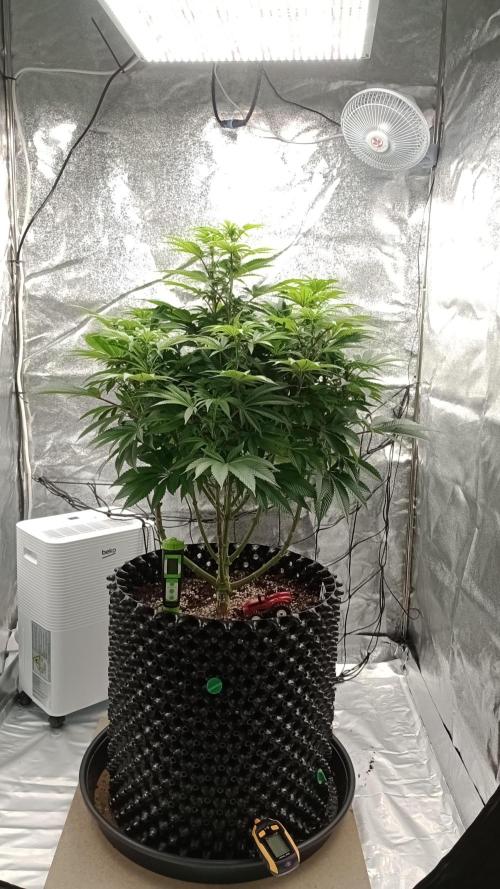 Biscotti 🍪. Week 11