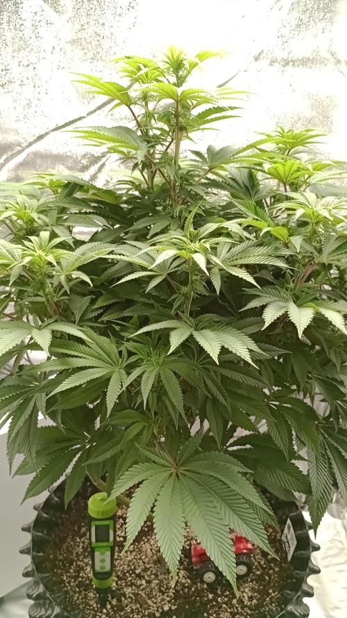 Biscotti 🍪. Week 11