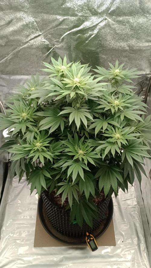 Biscotti 🍪. Week 12