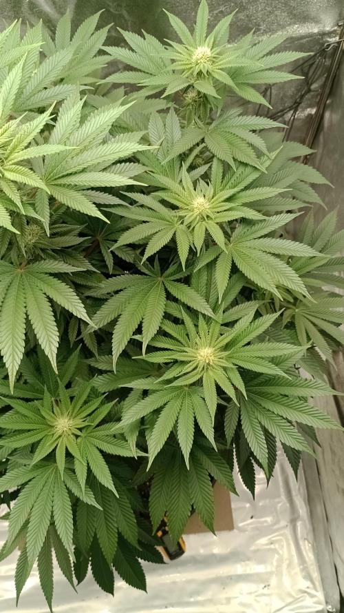 Biscotti 🍪. Week 12