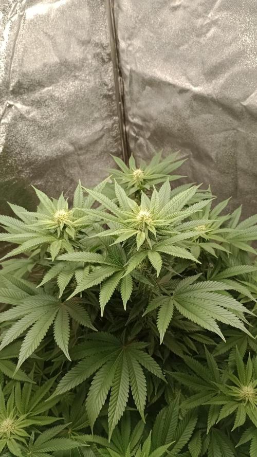 Biscotti 🍪. Week 12