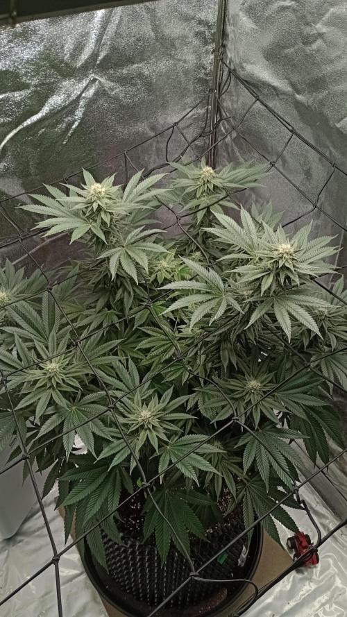 Biscotti 🍪. Week 13