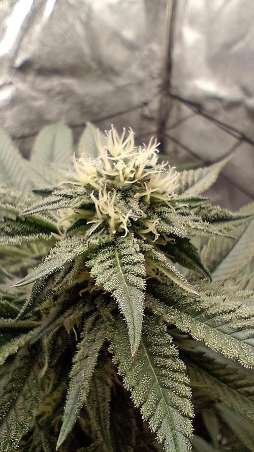 Biscotti 🍪. Week 13