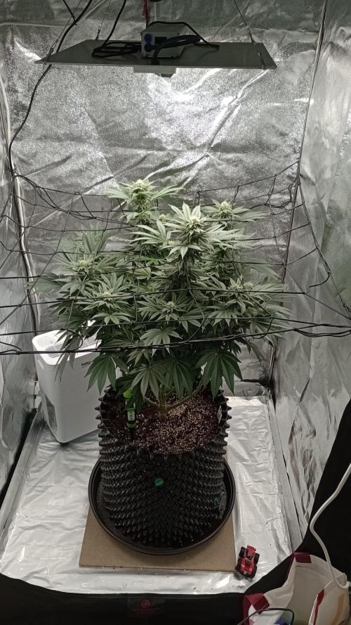 Biscotti 🍪. Week 13