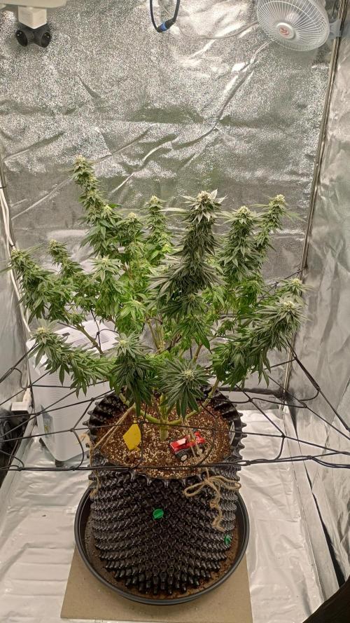 Biscotti 🍪. Week 14