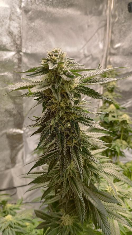 Biscotti 🍪. Week 14