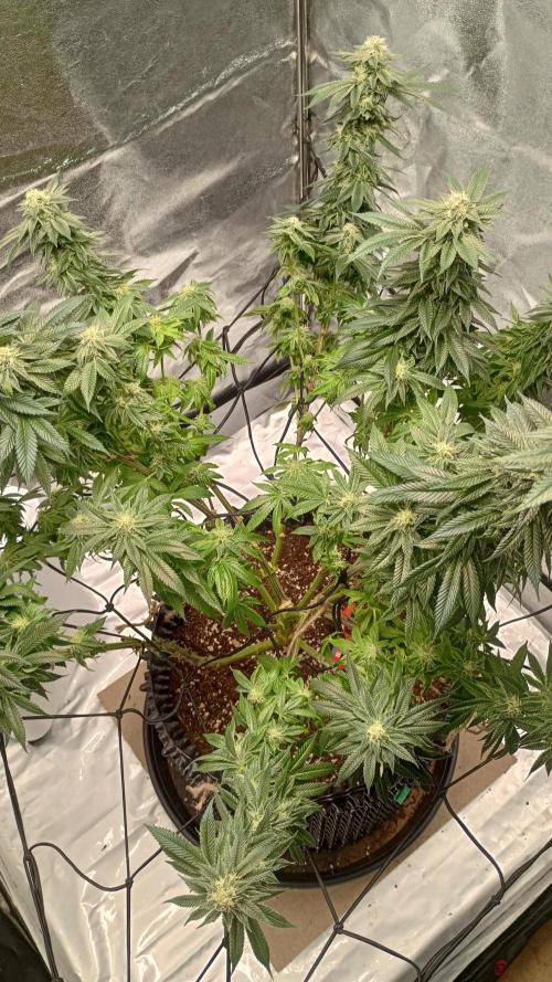 Biscotti 🍪. Week 14