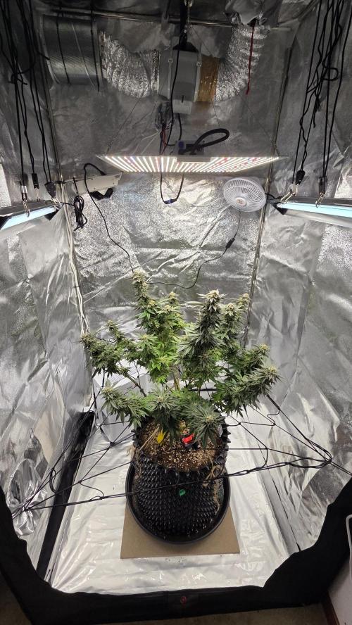 Biscotti 🍪. Week 15