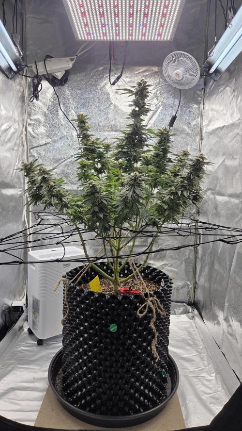 Biscotti 🍪. Week 15