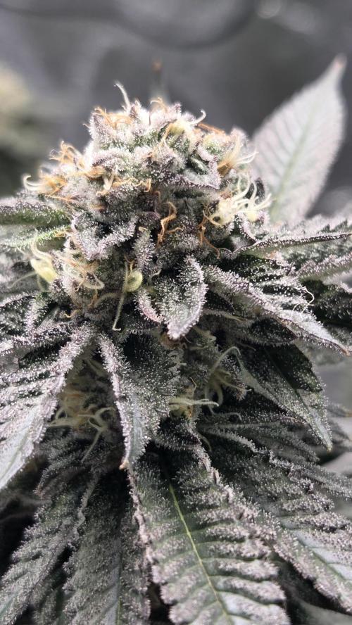 Biscotti 🍪. Week 15