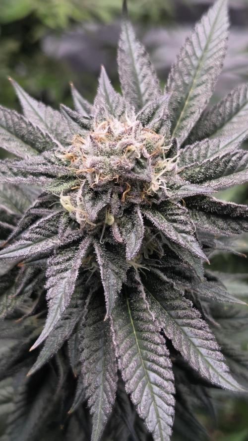 Biscotti 🍪. Week 15