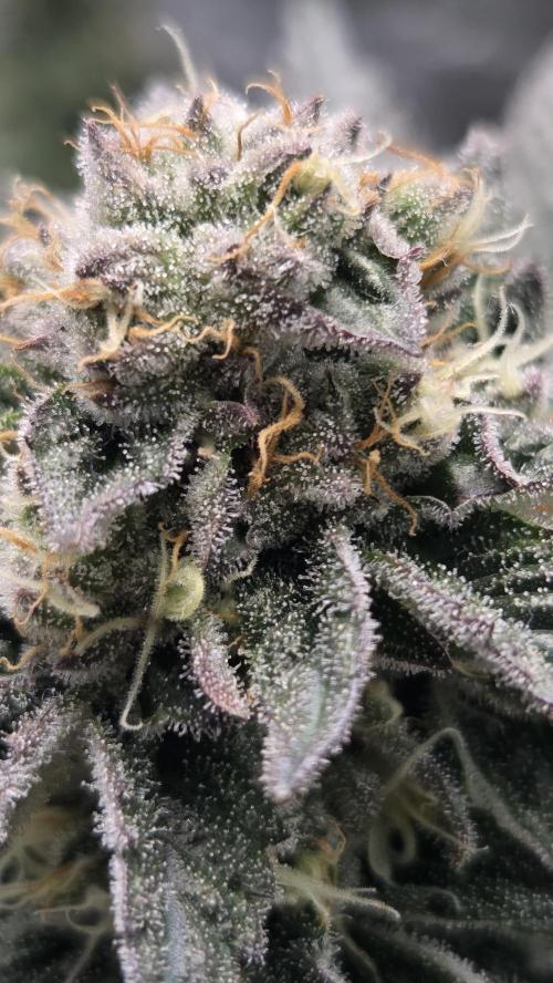 Biscotti 🍪. Week 15