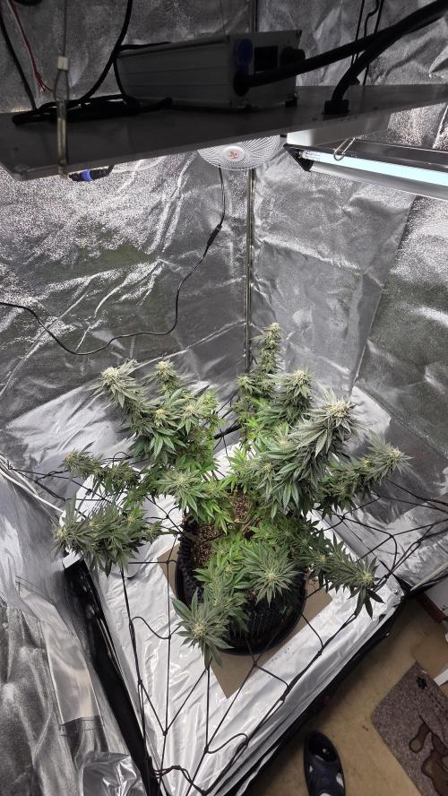 Biscotti 🍪. Week 15