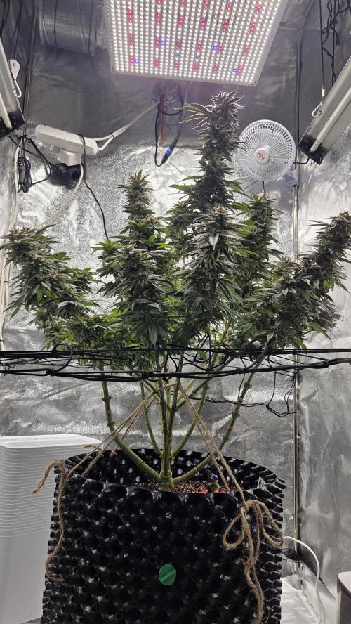 Biscotti 🍪. Week 16