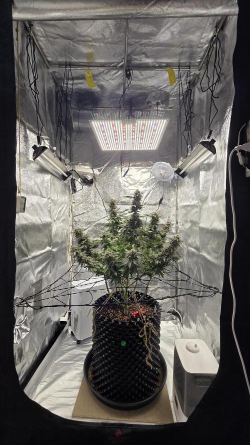 Biscotti 🍪. Week 16