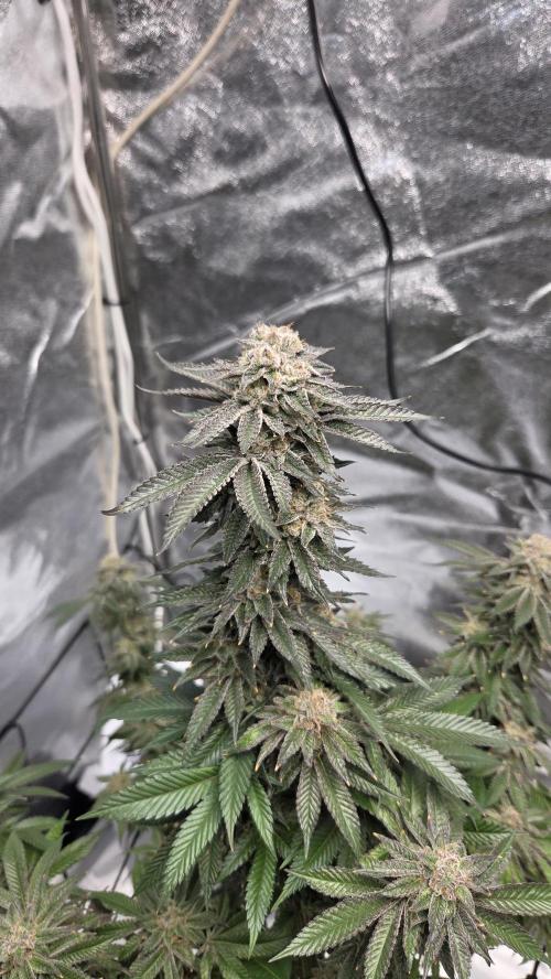 Biscotti 🍪. Week 16