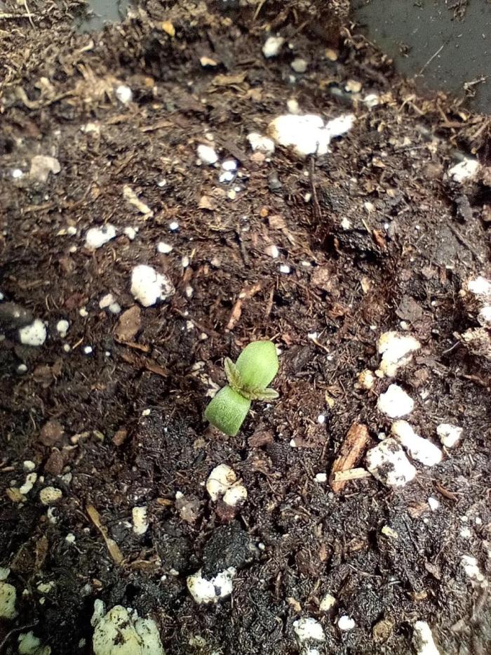 Amnesia 🧠. Week 0