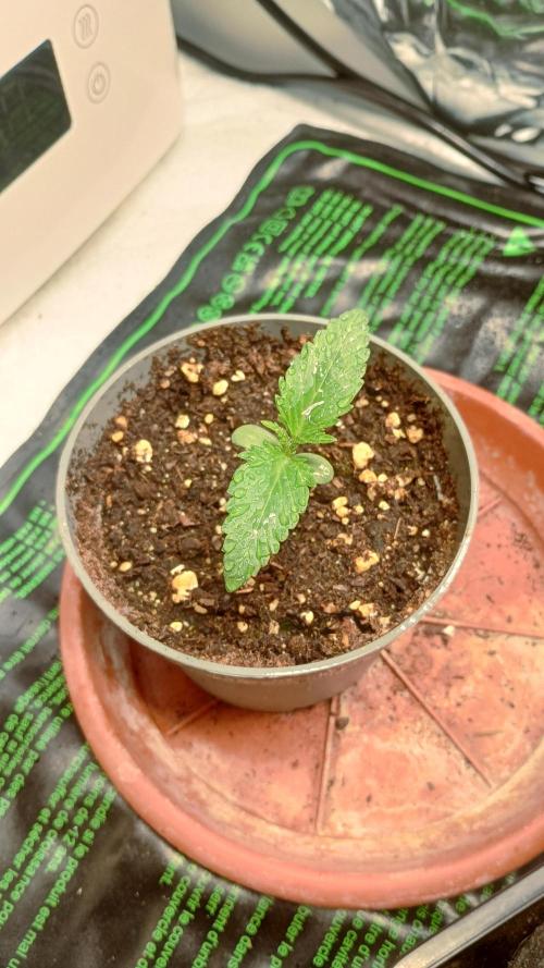 Amnesia 🧠. Week 1