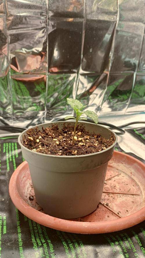 Amnesia 🧠. Week 1