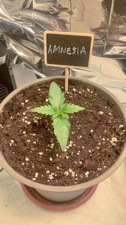 Amnesia 🧠. Week 2