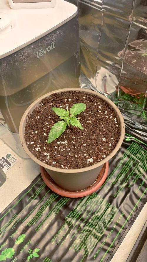 Amnesia 🧠. Week 2