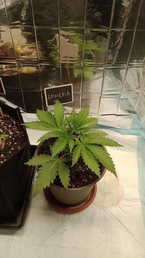 Amnesia 🧠. Week 3