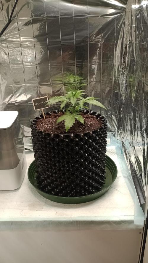 Amnesia 🧠. Week 4