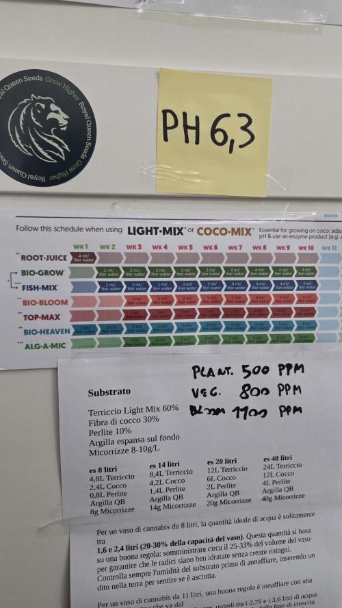 Amnesia 🧠. Week 4