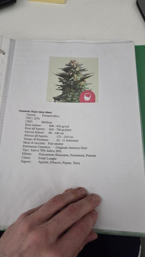 Amnesia 🧠. Week 4