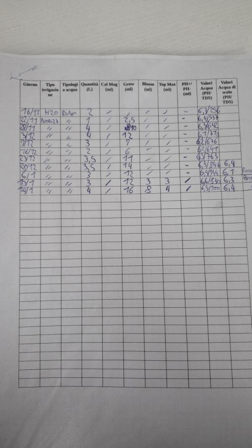 Amnesia 🧠. Week 4