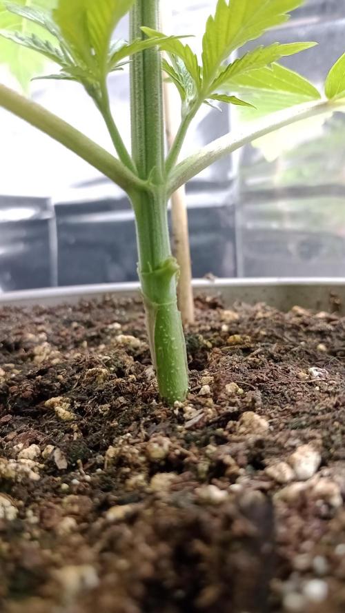 Amnesia 🧠. Week 3