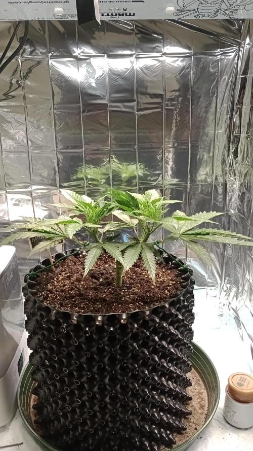 Amnesia 🧠. Week 6