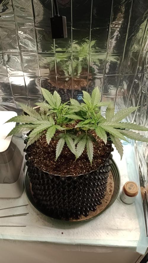 Amnesia 🧠. Week 6