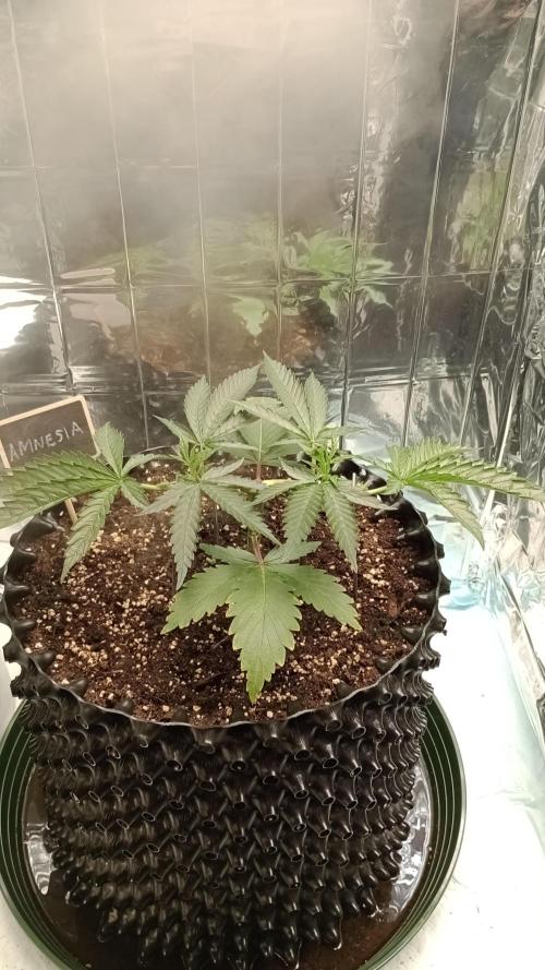 Amnesia 🧠. Week 5